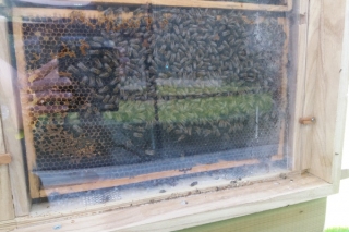 Bienenschaukasten_1