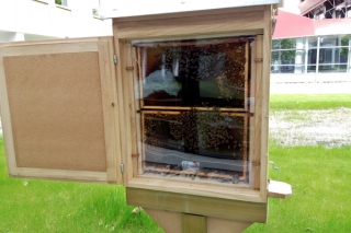 Bienenschaukasten_4