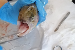 Fische_sezieren_2019_1