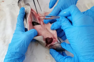 Fische_sezieren_2019_2