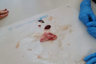 Fische_sezieren_2019_5