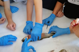 Fische_sezieren_2019_6