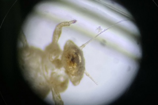 Limnologie_2023_8