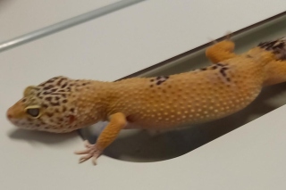 Reptilien_2S_1