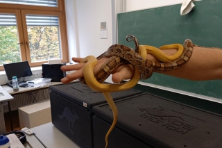 Reptilien_2S_3