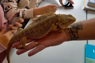 Reptilien_2S_5